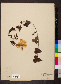 Ipomoea pandurata image