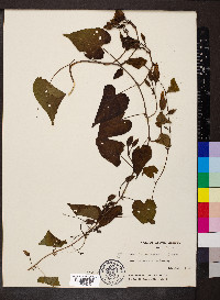 Ipomoea pandurata image