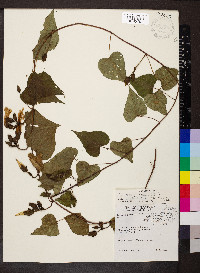 Ipomoea purpurea image