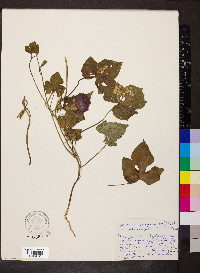 Ipomoea purpurea image