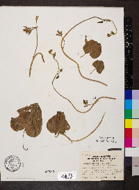 Ipomoea purpurea image