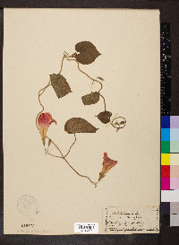 Ipomoea purpurea image