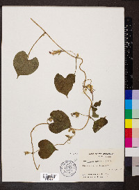 Ipomoea purpurea image