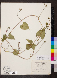 Ipomoea cristulata image