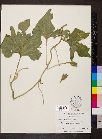 Ipomoea macrorhiza image