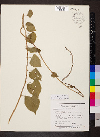 Ipomoea purpurea image