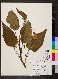 Ipomoea carnea image