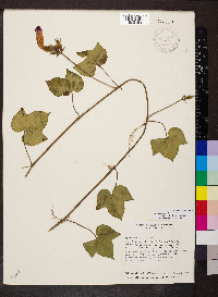 Ipomoea indica image