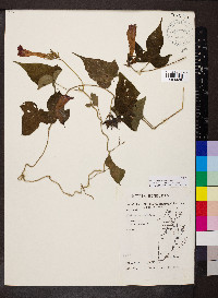 Ipomoea indica image