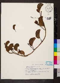 Ipomoea pes-caprae image