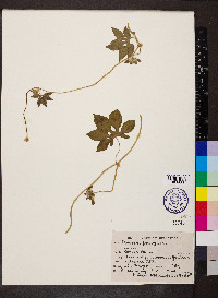 Ipomoea pes-tigridis image