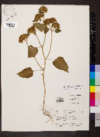 Jacquemontia tamnifolia image