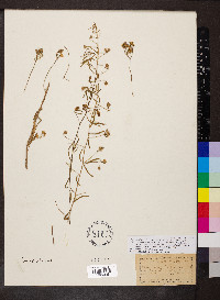 Stylisma pickeringii var. pattersonii image