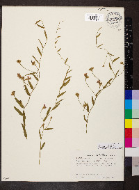 Stylisma aquatica image