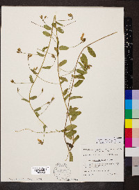 Stylisma humistrata image
