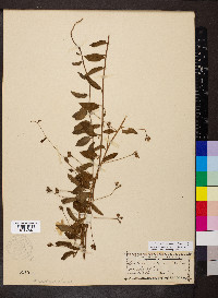 Stylisma humistrata image