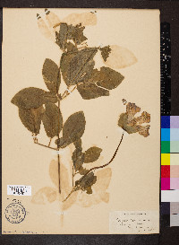 Cobaea scandens image