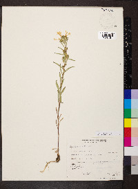 Collomia grandiflora image