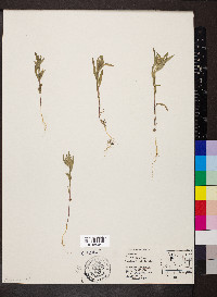 Collomia linearis image