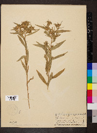 Collomia linearis image