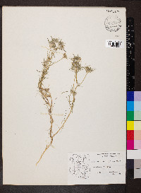 Eriastrum eremicum image