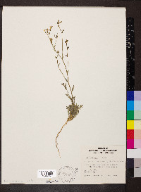 Gilia scopulorum image