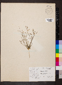 Gilia sinuata image