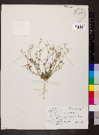 Gilia sinuata image