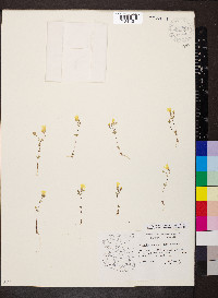 Leptosiphon chrysanthus image