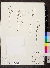 Leptosiphon septentrionalis image