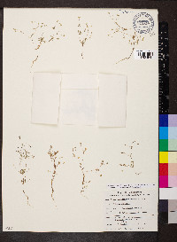 Leptosiphon septentrionalis image