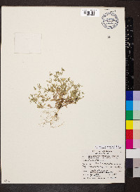 Phlox gracilis subsp. humilis image