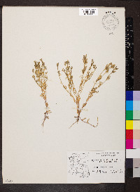 Phlox gracilis image