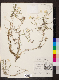 Phlox bifida image