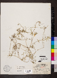 Phlox bifida subsp. bifida image