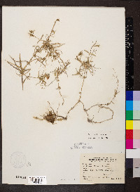 Phlox bifida subsp. bifida image