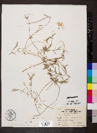 Phlox bifida subsp. bifida image