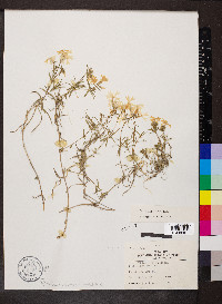 Phlox bifida subsp. bifida image