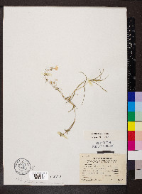 Phlox bifida subsp. bifida image