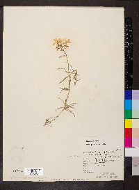 Phlox bifida subsp. bifida image