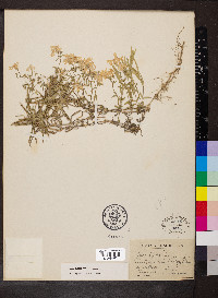 Phlox bifida subsp. bifida image