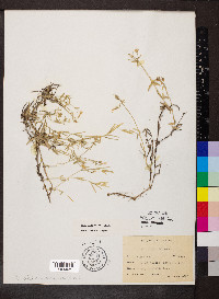 Phlox bifida subsp. bifida image