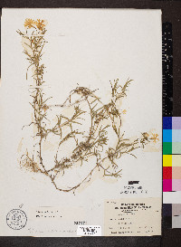 Phlox bifida subsp. bifida image