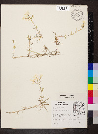 Phlox bifida subsp. bifida image