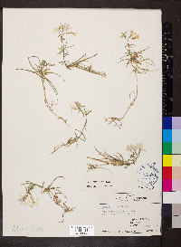 Phlox bifida subsp. bifida image