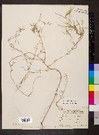 Phlox bifida subsp. bifida image