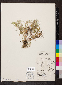 Phlox bifida subsp. bifida image