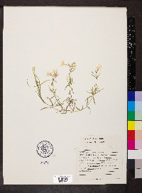 Phlox bifida image