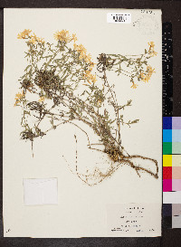 Phlox bifida image