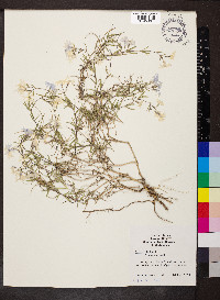 Phlox subulata image